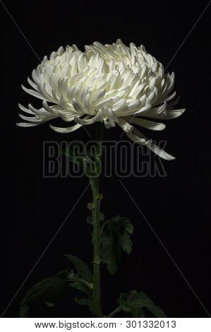 White Cremone Chrysanthemum Flower With Selective Focused Light Painting And Dark Background.