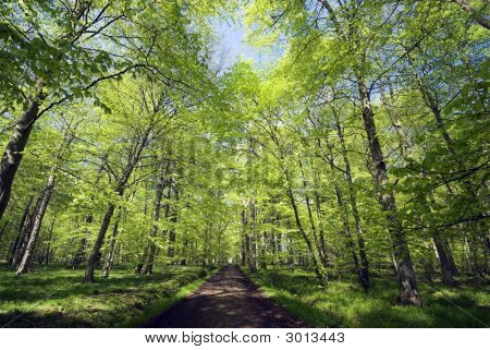 Primavera faggio verde