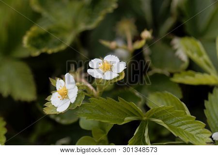 Flower Of The Strawberry Fragaria Nipponica