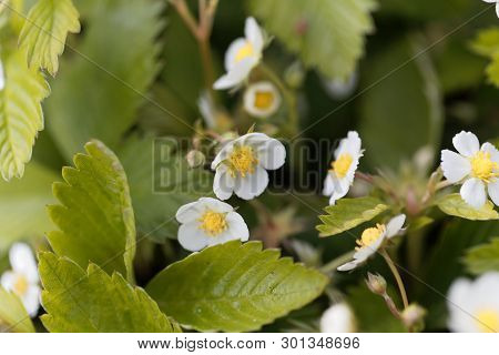 Flower Of The Strawberry Fragaria Nipponica