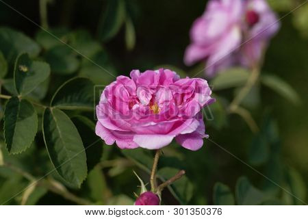 Damask Rose (rosa Damascena)