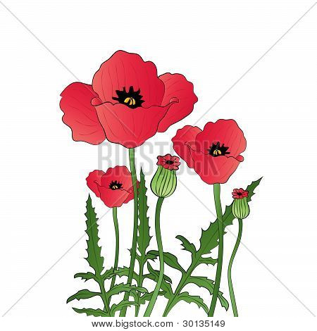Papaver