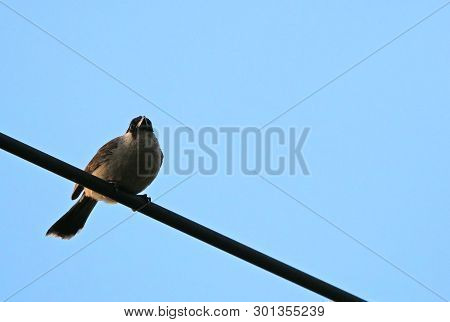 Closeup Sooty-headed Bulbul Bird Perched On A Cable Wire Isolated On Blue Sky