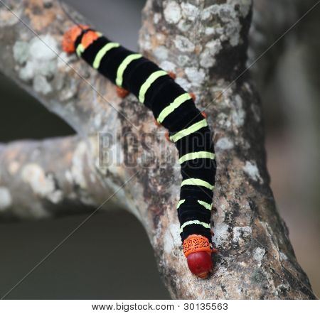 Frangipani Hawkmoth Raupe