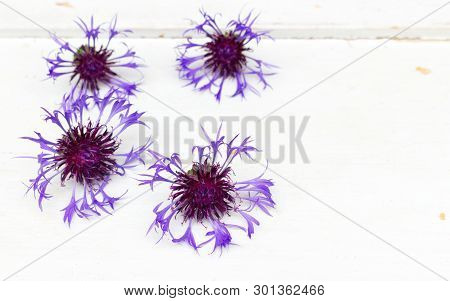Blue Cornflowers Flower On White Rustic Wooden Boards. Copy Space. Mothers, Valentines, Womens, Wedd