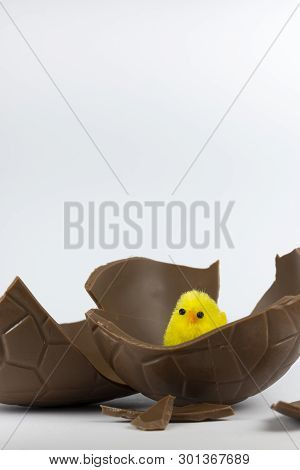 Easter Chick