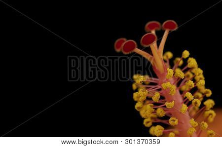 Hibiscus Stamen