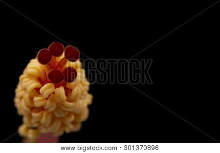 Hibiscus Stamen