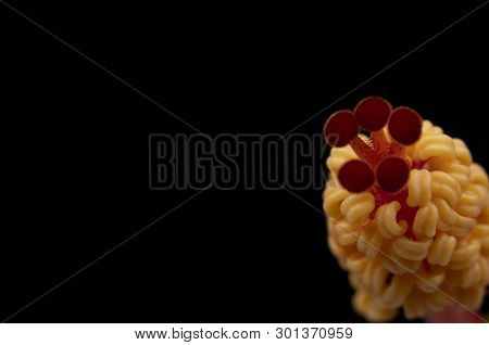 Hibiscus Stamen