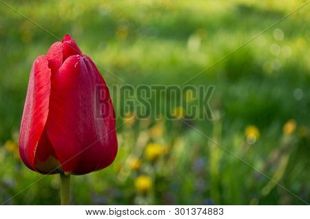 Red Tulip On Green Field With Dandelions And Other Plants