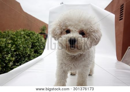 Bichon Frise Dog. Bichon Frise Puppy. dog in an outdoor photo studio. Isolated on white. Room for text. 
