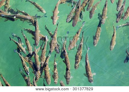 Fishes Swimming In The Cler River Water - Top View