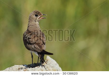Żwirowiec Collared (Glareola pratincola)