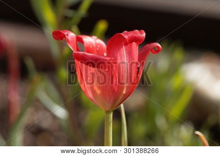 Petal Of A Flax-leaved Tulip, Tulipa Linifolia