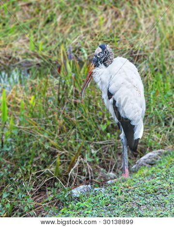 Woodstork