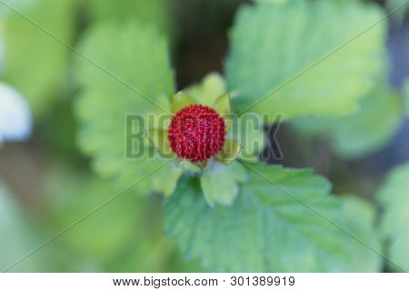 Mock Strawberry, Duchesnea Indica.