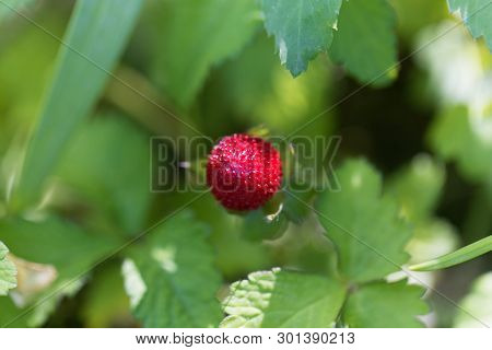 Mock Strawberry, Duchesnea Indica.