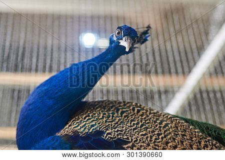A Beautiful Peacock With An Indignant Look For Any Purpose
