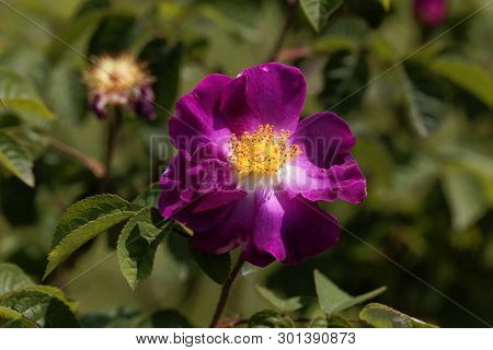 Flower Of A Purble Rosa Violacea