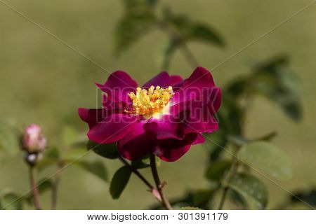 Flower Of A Purble Rosa Violacea