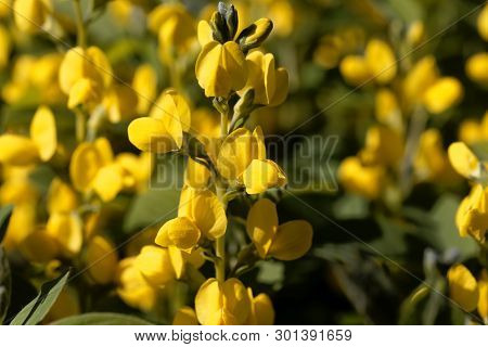 Flowers Of A False Lupin, Thermopsis Montana.