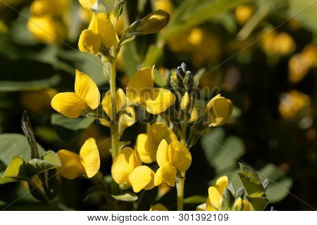 Flowers Of A False Lupin, Thermopsis Montana.