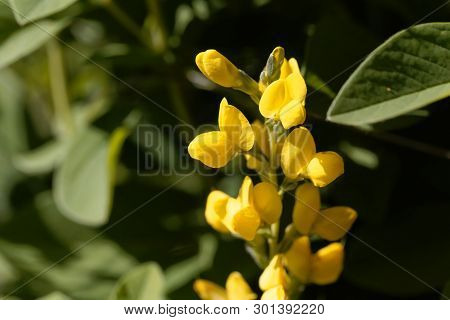 Flowers Of A False Lupin, Thermopsis Montana.