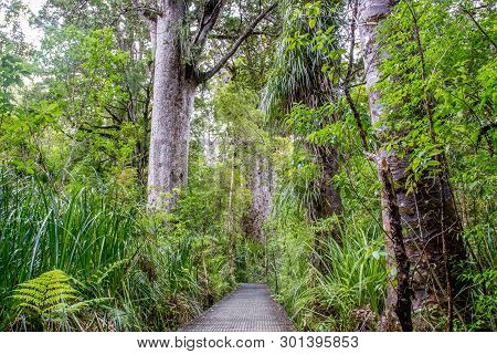 Wooden Boardwlak And Gigantic Trees In Kauri Tree Forest On The North Island In New Zealand.