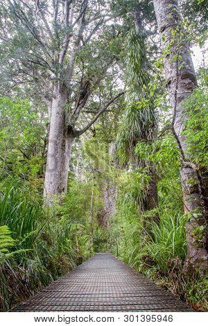 Wooden Boardwlak And Gigantic Trees In Kauri Tree Forest On The North Island In New Zealand.