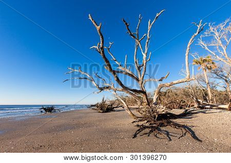 Botany Bay Beach, Edisto Island, South Carolina, Usa