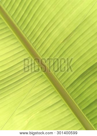 Blurs, Diagonal Abstract Background, Flowing Shades Of Yellow-green, Parallel Stripes On Both Sides 