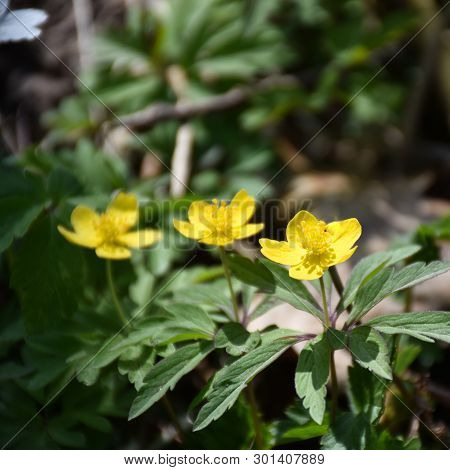 Springtime Flowers, Sunlit Blossom Wood Anemones Closeup