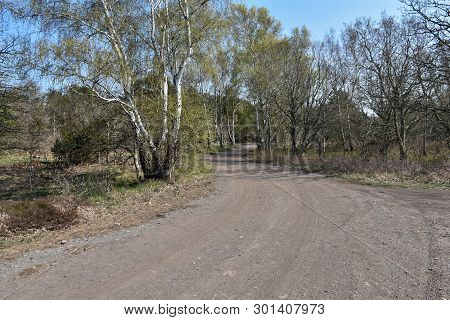 Winding Gravel Road By Spring Season By Ventlinge At The Swedish Island Oland