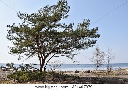 Idyllic Coastal View With A Big Pine Tree At The Baltic Sea By The Coast Of The Swedish Island Oland