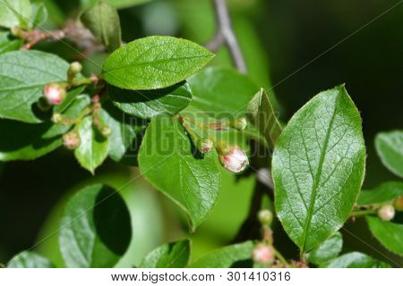 Peking Cotoneaster - Latin Name - Cotoneaster Acutifolius