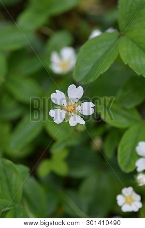 Rock Cinquefoil - Latin Name - Drymocallis Rupestris (potentilla Rupestris)