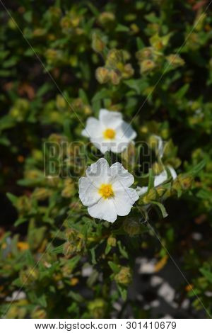 Narrow-leaved Cistus - Latin Name - Cistus Monspeliensis