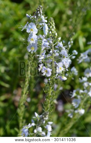 Gentian Speedwell - Latin Name - Veronica Gentianoides