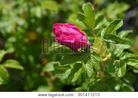 Rugosa Rose - Latin Name - Rosa Rugosa