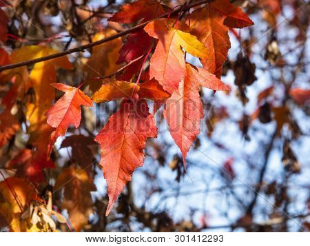 Leaves Of Amur Maple Or Acer Ginnala In Autumn Sunlight With Bokeh Background, Selective Focus, Shal