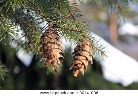 cones in the forest
