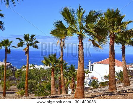 Beautiful View With Palm Trees In Costa Adeje One Of The Favorite Tourist Destinations Of Tenerife,c
