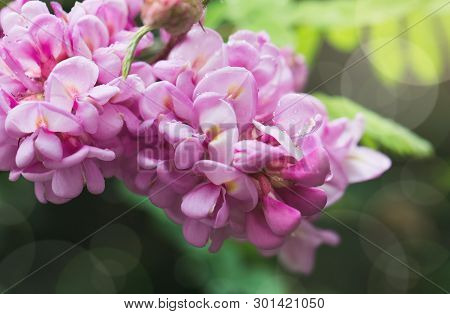 Spring Branch With Clammy Locust (robinia Viscosa Or  Robinia Hispida ) Flowers. Blooming Pink Acaci