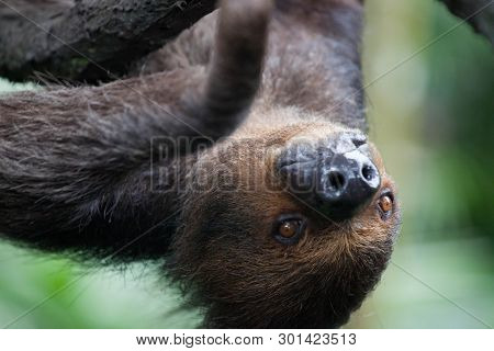Closeup Portrait Of Brown Furry Sloth With Yellow Eyes And A Bright Nose Looking Upside Down.