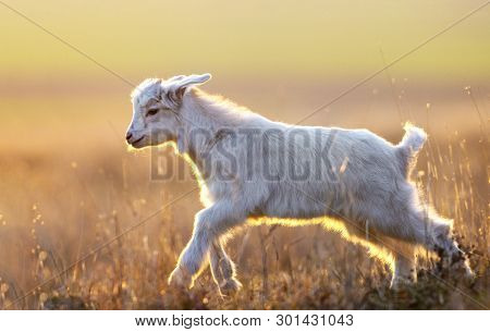 Cute Yeanling Running On Field At Sunset