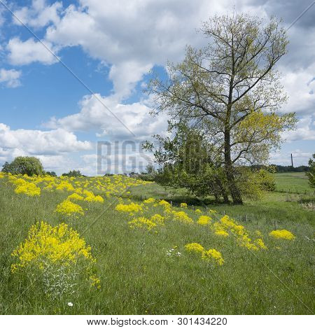 Yellow Spring Flowers On Dike And Tree In Flood Plains Of River Lek In Dutch Province Of Utrecht In 