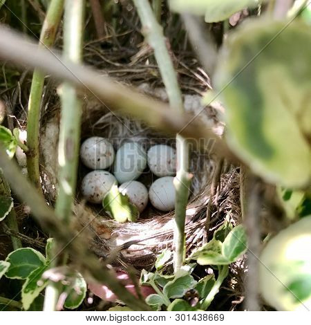 Eggs From Oval Strong Shell Waiting Their Mother In Nest. Nest With Young White Eggs Protected By Th