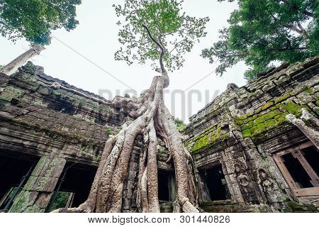 Amazing Ta Prohm Temple Overgrown With Trees. Mysterious Ruins Of Ta Prohm Nestled Among Rainforest 