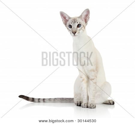 Oriental Blue Point Siamkatze