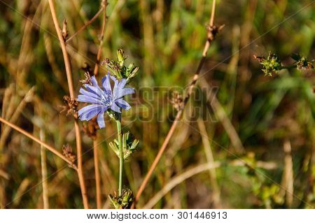 Blue Chicory Flower (cichorium Intybus) On The Green Meadow